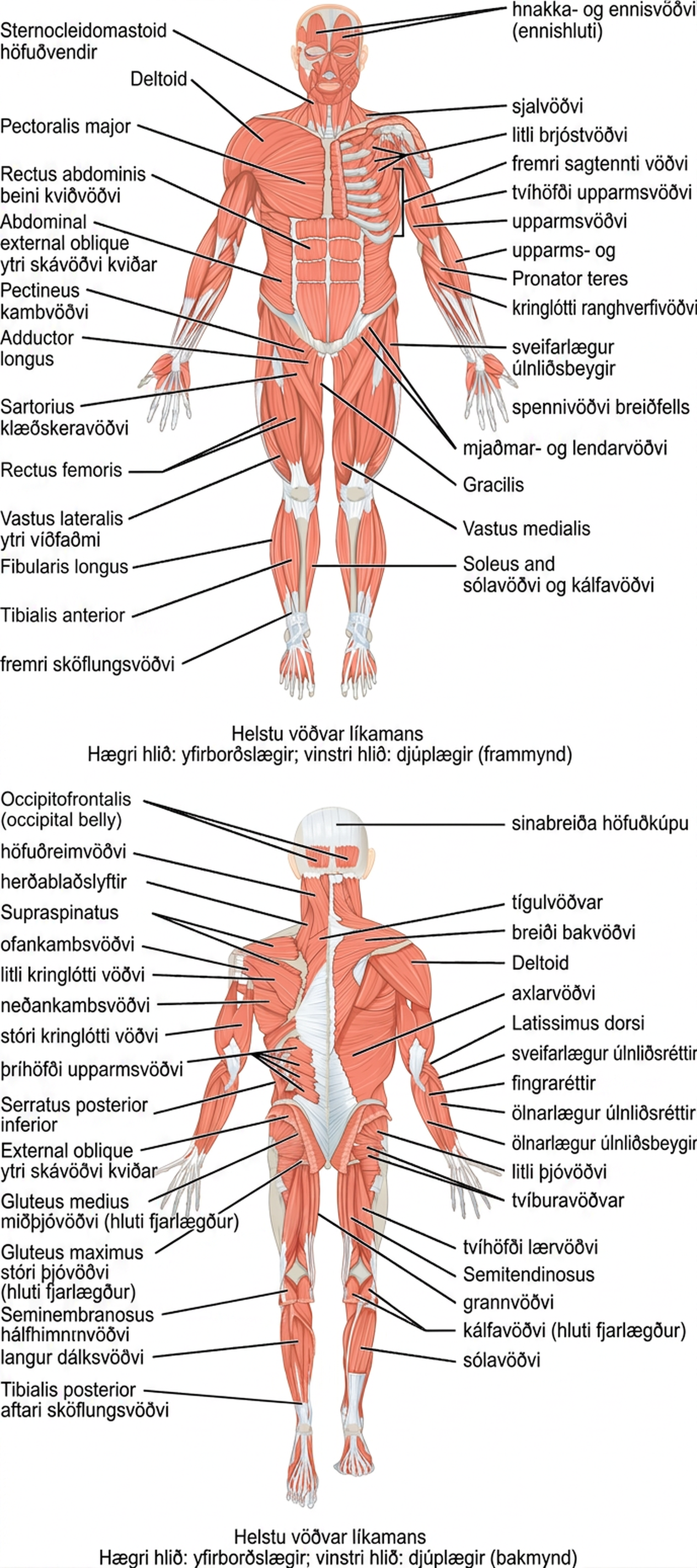 Efri hluti myndarinnar sýnir mannslíkamann framan frá og heiti helstu vöðva. Neðri hlutinn sýnir mannslíkamann aftan frá og heiti helstu vöðva.