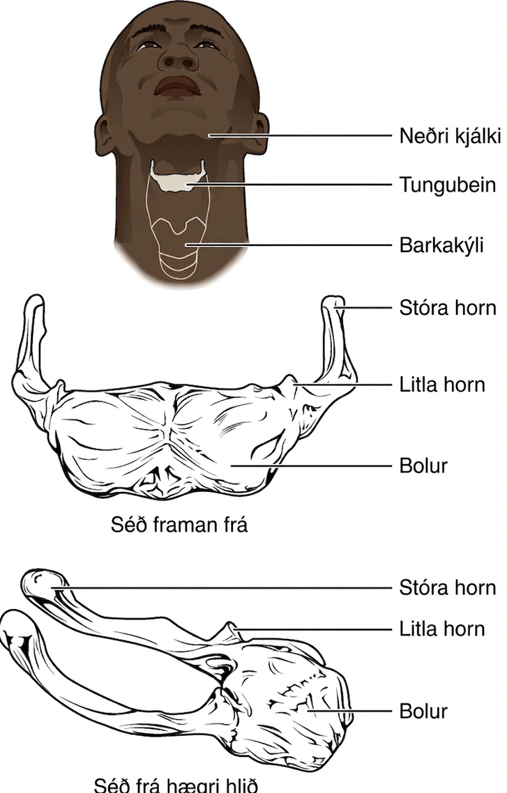 Myndin sýnir staðsetningu og byggingu tungubeinsins. Efri myndhlutinn sýnir andlit og háls einstaklings og tungubeinið er auðkennt með gráum lit. Miðhlutinn sýnir beinið framan frá og neðsti hlutinn framan og frá hægri.