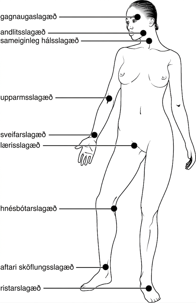 Frammynd af líkama konu þar sem algengir púlsstaðir á höfði, hálsi, handleggjum og fótleggjum eru merktir.