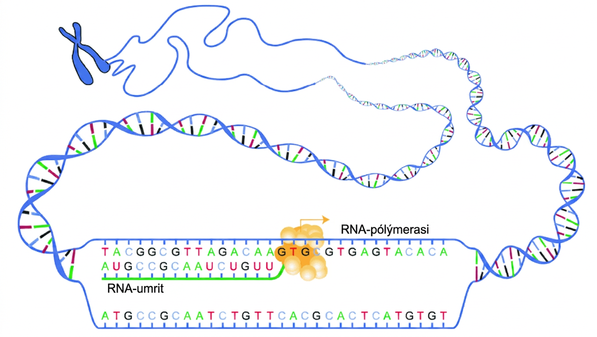 Skýringarmyndin sýnir RNA-pólýmerasa umrita DNA-mótþráð í samsvarandi RNA-umrit.