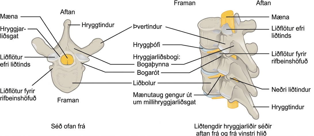 Myndin sýnir ítarlega gerð hryggjarliðar. Vinstri myndhlutinn sýnir liðinn ofan frá og sá hægri sýnir hann aftan og frá vinstri hlið.