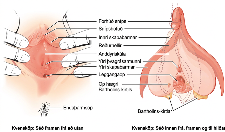 Tvær sýnir af kvensköpum. Hægra megin sést ytra yfirborð að framan og vinstra megin innri byggingar frá framhlið og hlið, þar á meðal skapabarmar, snípur, þvagrásarmunni og leggangaop.