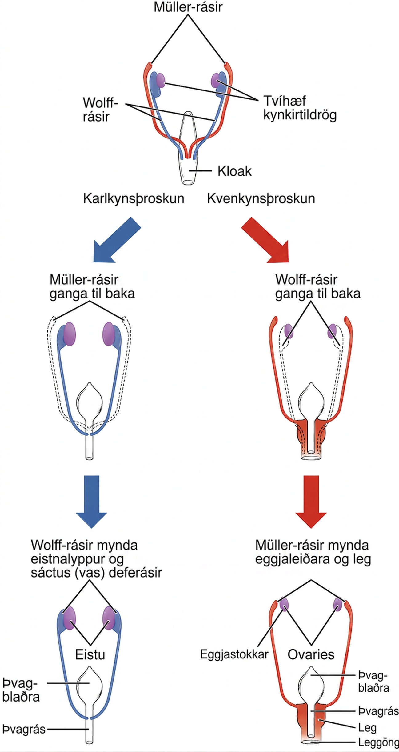 Flæðirit sýnir einfaldaðar, algengar þroskunarleiðir tvíhæfra kynkirtildraga, Müller-rása, Wolff-rása og ytri kynfæra.