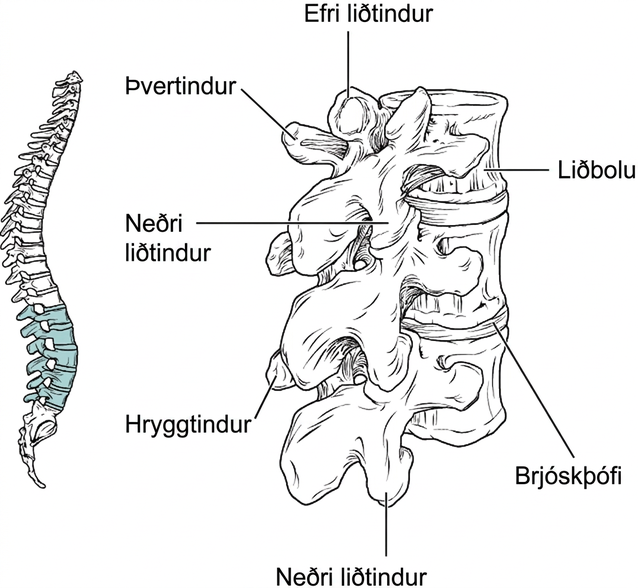 Myndin sýnir staðsetningu og gerð lendaliða. Vinstri myndhlutinn sýnir lendaliðina græna í hryggsúlunni. Hægri myndhlutinn sýnir neðri liðtind og merkir helstu hluta liðarins.