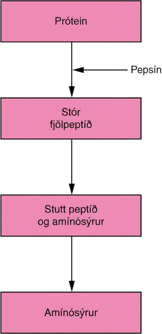 Flæðirit sýnir prótein klofna fyrst í stór fjölpeptíð, síðan í stutt peptíð og amínósýrur og loks að mestu í einstakar amínósýrur. Við hvert þrep eru meltingarensímin tilgreind.