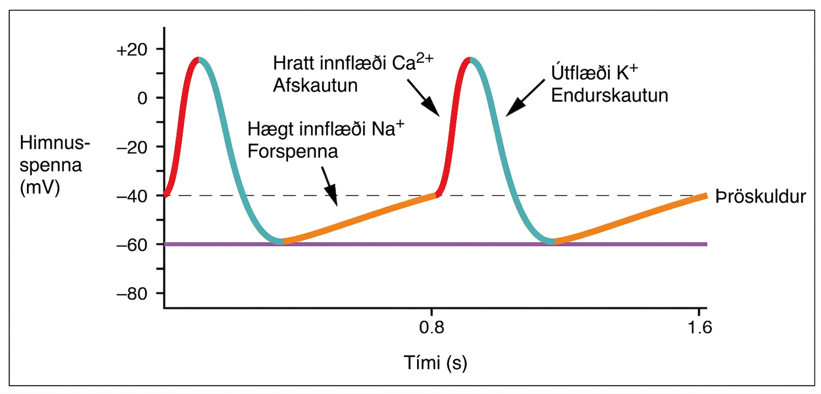 Línurit sýnir himnuspennu gangráðsfrumu í millivoltum yfir tíma, frá forspennu um þröskuld og afskautun til endurskautunar.