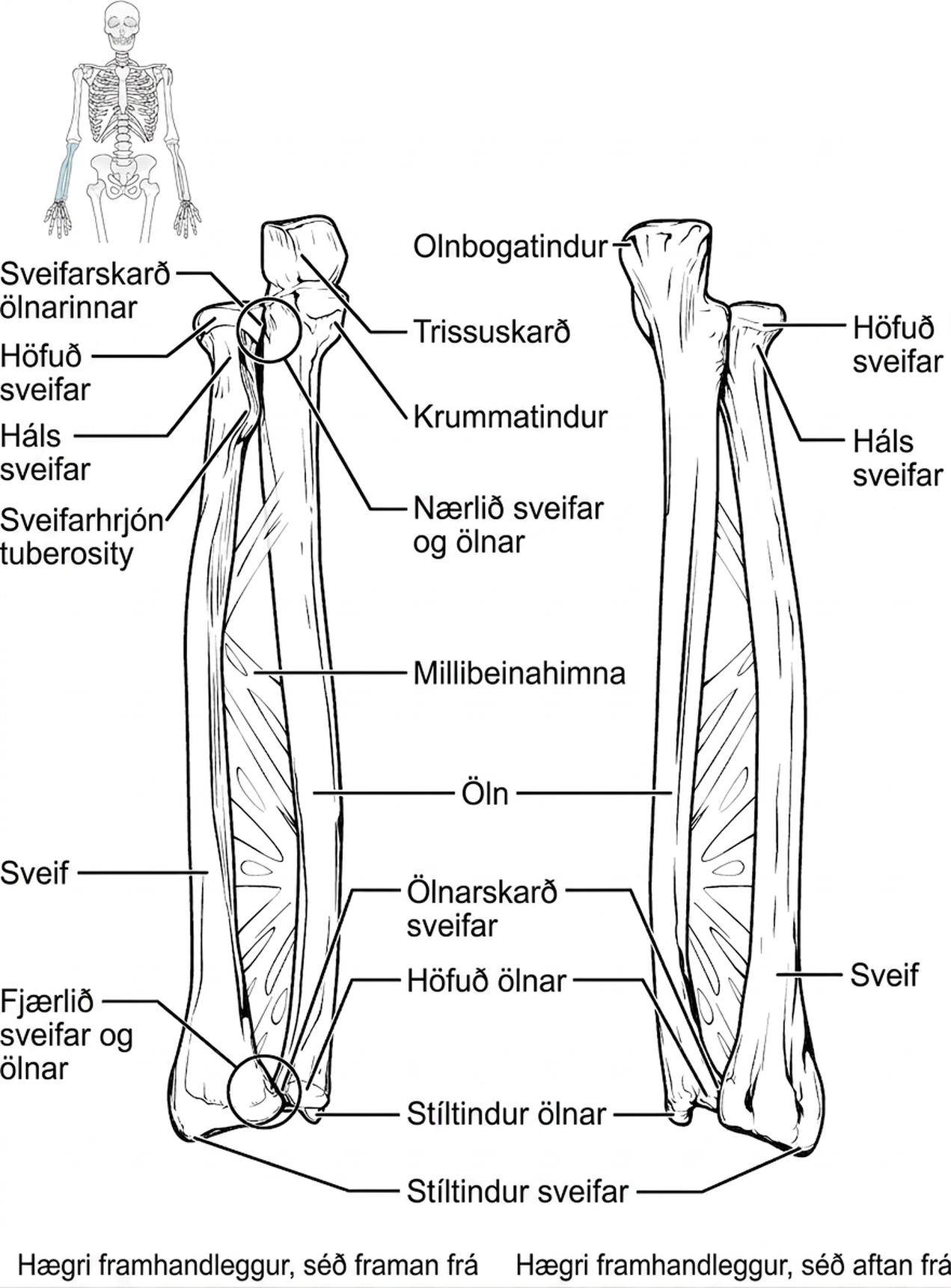 Myndin sýnir bein framhandleggsins.