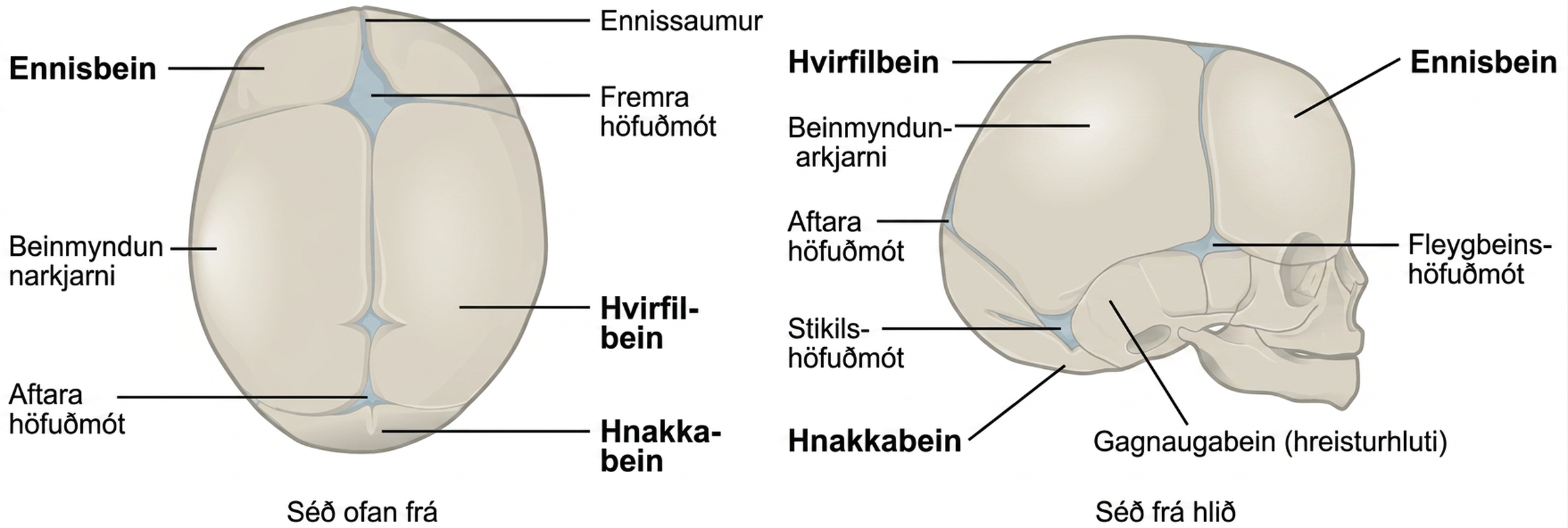 Skýringarmyndin sýnir höfuðkúpu nýbura og helstu hlutar hennar eru merktir. Vinstri myndhlutinn sýnir höfuðkúpuna ofan frá en sá hægri sýnir hana frá hlið.