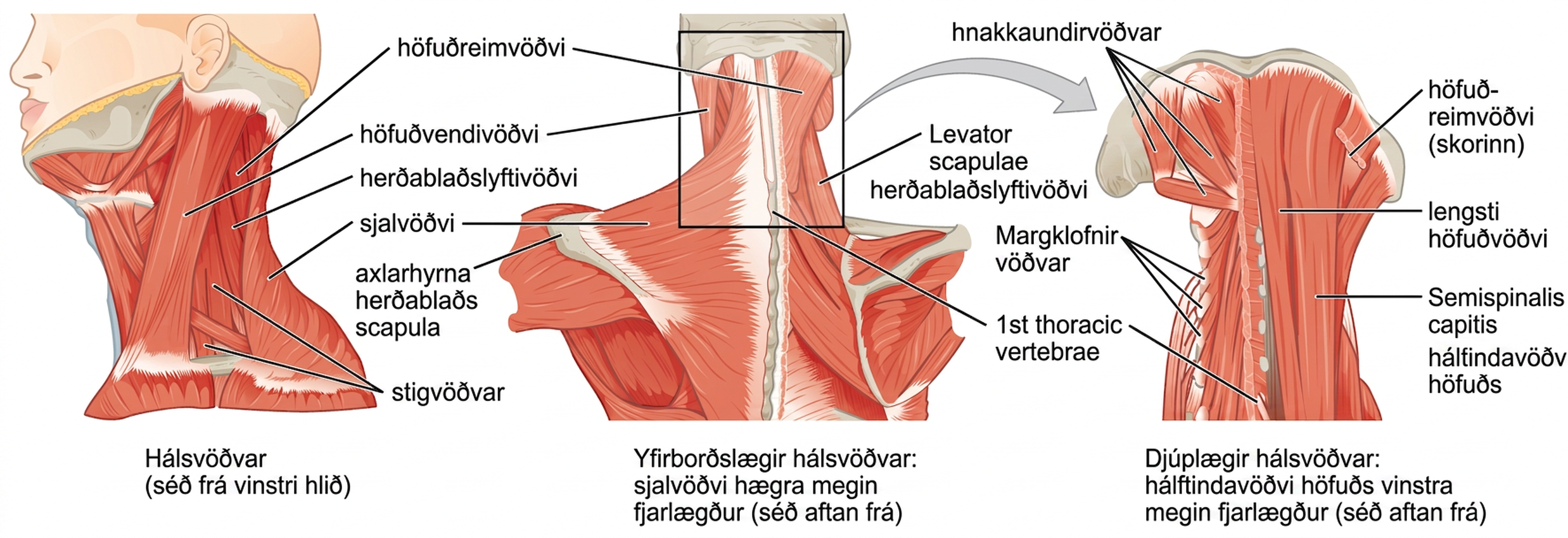 Vinstra megin sést háls frá hlið. Í miðjunni sjást yfirborðslægir hálsvöðvar og hægra megin djúplægir hálsvöðvar.