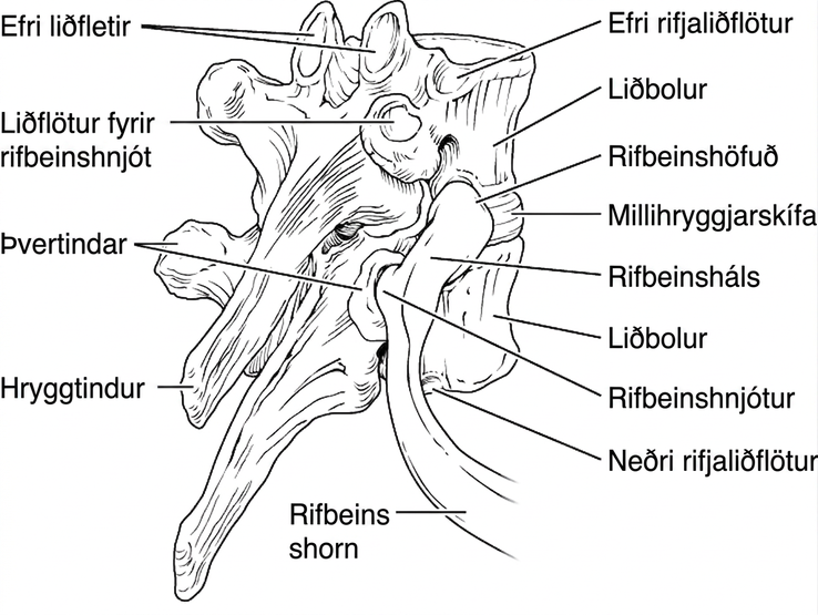 Skýringarmyndin sýnir hvernig brjóstliður tengist rifbeini. Helstu hlutar liðarins og tindarnir sem tengja hann við rifbeinið eru merktir.