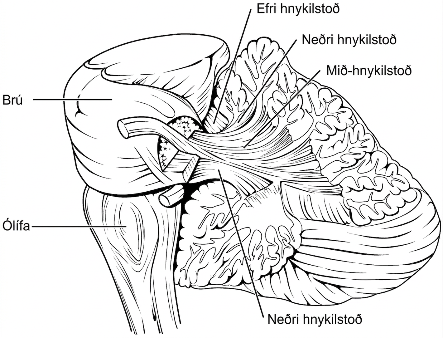 Myndin sýnir hnykilinn og merkir helstu hluta hans, meðal annars hnykilstoðirnar.