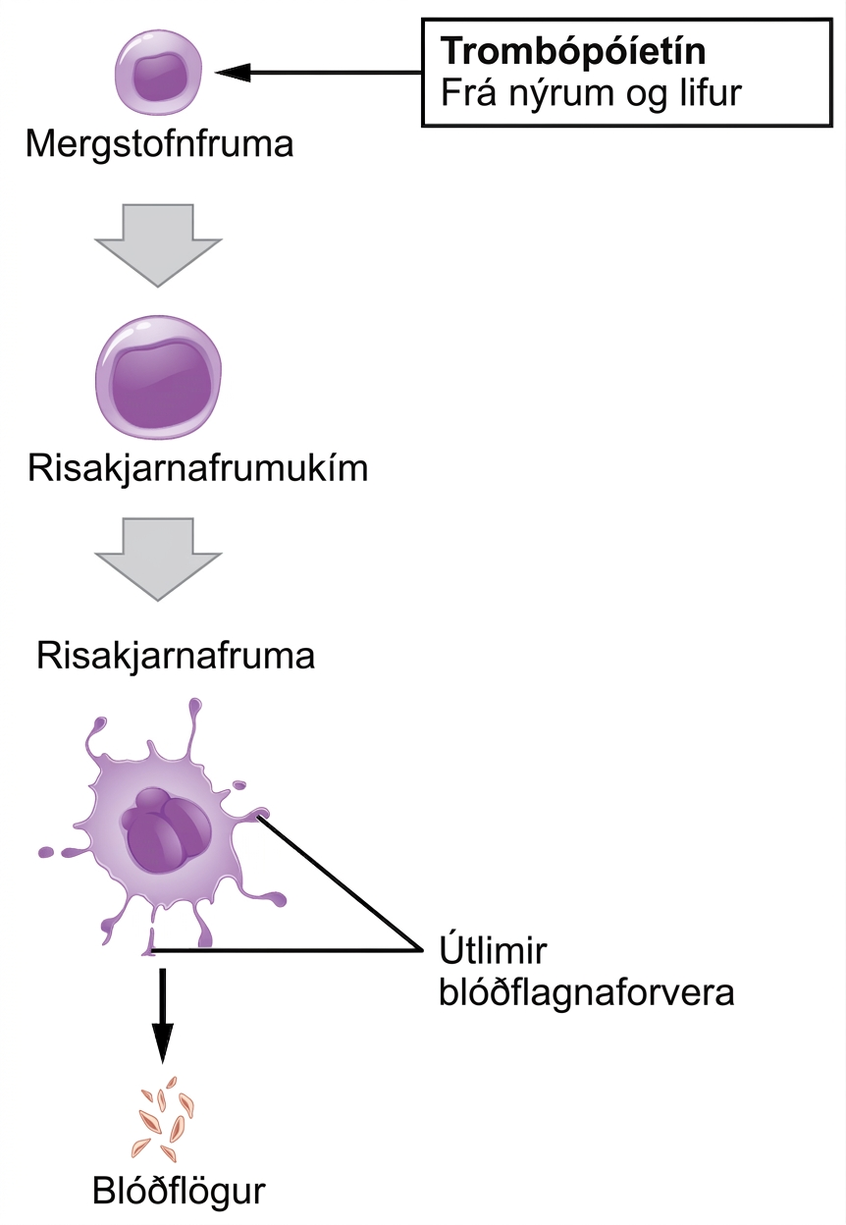 Flæðiritið sýnir mergfrumuforvera þroskast í risakjarnafrumu sem myndar blóðflögur.