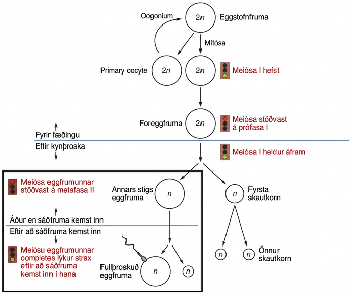 Flæðirit um eggfrumumyndun. Efri hluti sýnir fjölgun eggstofnfrumna og myndun foreggfrumna fyrir fæðingu; neðri hluti sýnir framhald meiósu eftir kynþroska, egglos annars stigs eggfrumu og lok meiósu II eftir innkomu sáðfrumu.