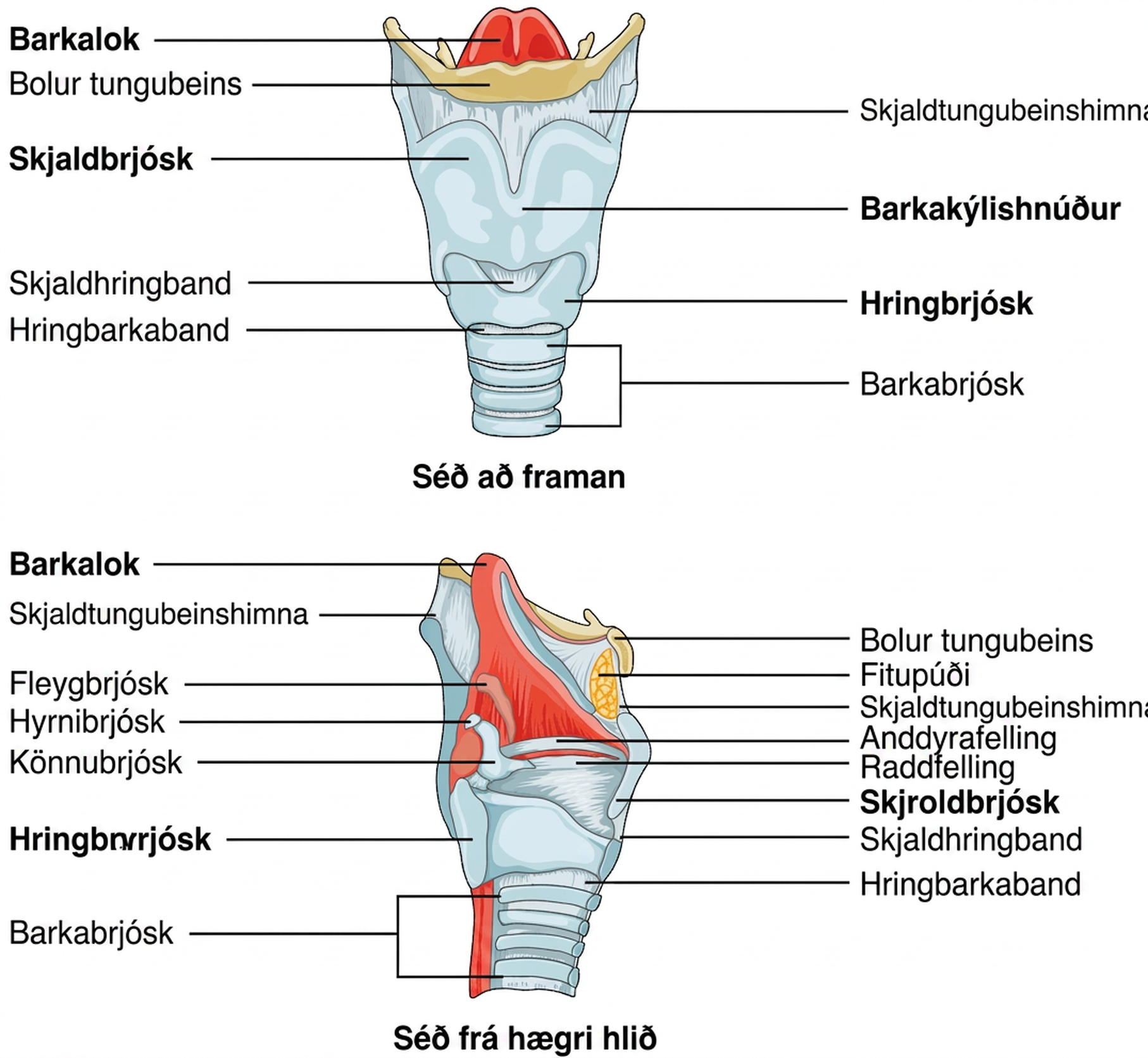 Efri hluti myndarinnar sýnir barkakýlið framan frá en neðri hlutinn frá hægri hlið.