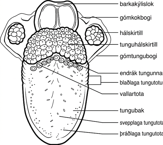 Skýringarmynd af efra borði tungunnar sýnir meðal annars barkalok, gómboga, hálskirtla og tungukirtla, endarauf tungunnar og blaðlaga, umkringdar, svepplaga og þráðlaga tungutotur.