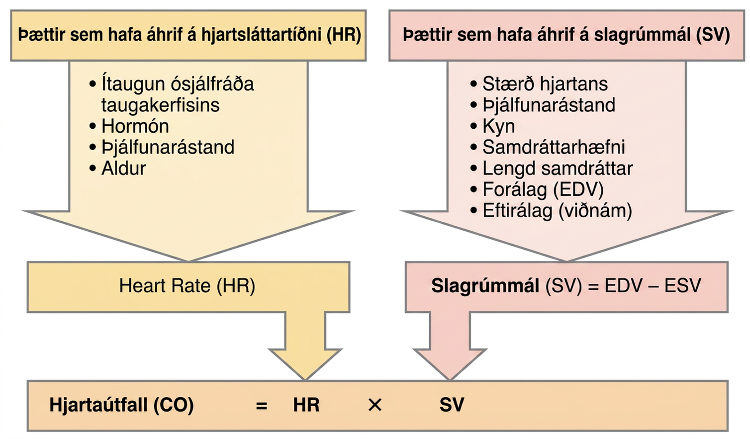 Flæðirit sýnir þætti sem auka eða minnka hjartsláttartíðni og slagrúmmál og hvernig þessar tvær stærðir ákvarða hjartaútfall.