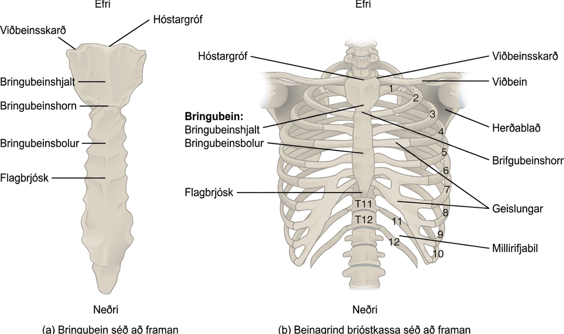 Myndin sýnir beinabyggingu brjóstgrindarinnar. Vinstri myndhlutinn sýnir bringubeinið framan frá en sá hægri sýnir bringubeinið ásamt allri brjóstgrindinni framan frá.