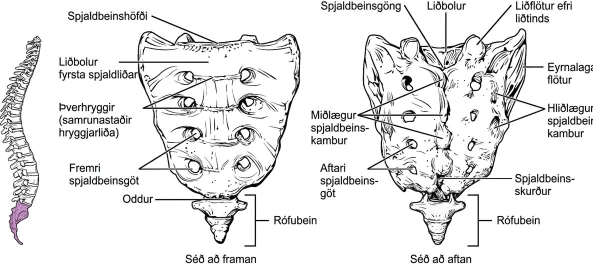 Myndin sýnir gerð spjaldbeins og rófubeins. Vinstri myndhlutinn sýnir beinin bleik í hryggsúlunni. Miðhlutinn sýnir þau framan frá og sá hægri aftan frá.