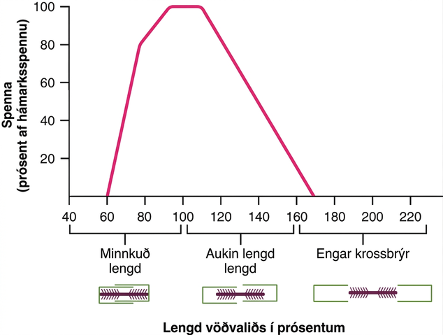 Línurit sýnir hlutfallslega lengd vöðvaliðs á x-ás og spennu á y-ás. Þegar lengd vöðvaliðsins eykst vex spennan fyrst en minnkar síðan.