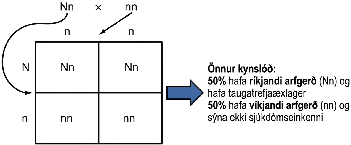 2 sinnum 2 Punnett-reitur sýnir 50 prósenta líkur á arfgerðinni Nn og 50 prósenta líkur á nn.