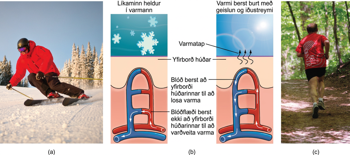 Hluti A er ljósmynd af manni á skíðum með nokkur snævi þakin tré í bakgrunni. Hluti B er skýringarmynd sem skiptist í vinstri og hægri helming. Yfir vinstri helmingnum stendur „Líkaminn varðveitir varma“ en yfir þeim hægri „Varmatap með varmageislun og varmaburði“. Báðir helmingar sýna blóð flæða úr slagæð gegnum þrjú háræðanet í húðinni. Netin liggja hvert yfir öðru. Efsta netið er við mörk leðurhúðar og húðþekju, það neðsta djúpt í undirhúðinni og miðnetið mitt á milli þeirra. Í hverju neti berst súrefnisríkt blóð (rautt) inn frá vinstri og súrefnissnautt blóð (blátt) fer út til hægri. Á vinstri myndinni eru snjókorn yfir háræðanetunum og gefa til kynna kalt veður. Blóð flæðir aðeins um dýpsta netið en lokað er fyrir þau efri til að draga úr varmatapi frá ytri lögum húðarinnar. Á hægri myndinni er sól yfir háræðanetunum og gefur til kynna heitt veður. Blóð flæðir um öll þrjú netin svo varmi geti geislað frá blóðinu og varmatap aukist. Hluti C er ljósmynd af manni að hlaupa eftir skógarstíg á sumardegi.