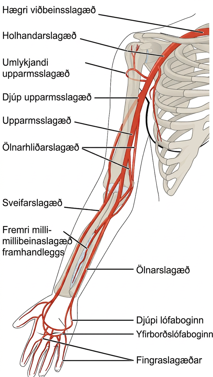 Skýringarmynd sem sýnir helstu slagæðar efri útlims framan frá.