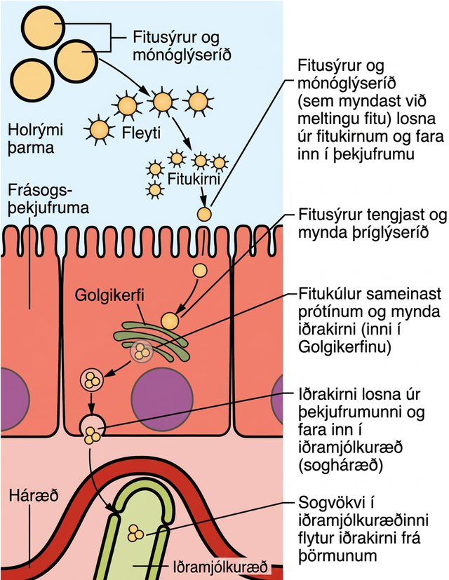 Skýringarmynd sýnir frásog lípíða úr þarmaholi. Langkeðja fitusýrur og mónóasýlglýseról berast að pensilbrún í blönduðum fitukirnum og fara inn í þekjufrumu. Þar eru þríglýseríð endurmynduð og sett í iðrakirni í frymisneti og Golgikerfi. Iðrakirnin losna með útfrumun og fara inn í iðramjólkuræð.