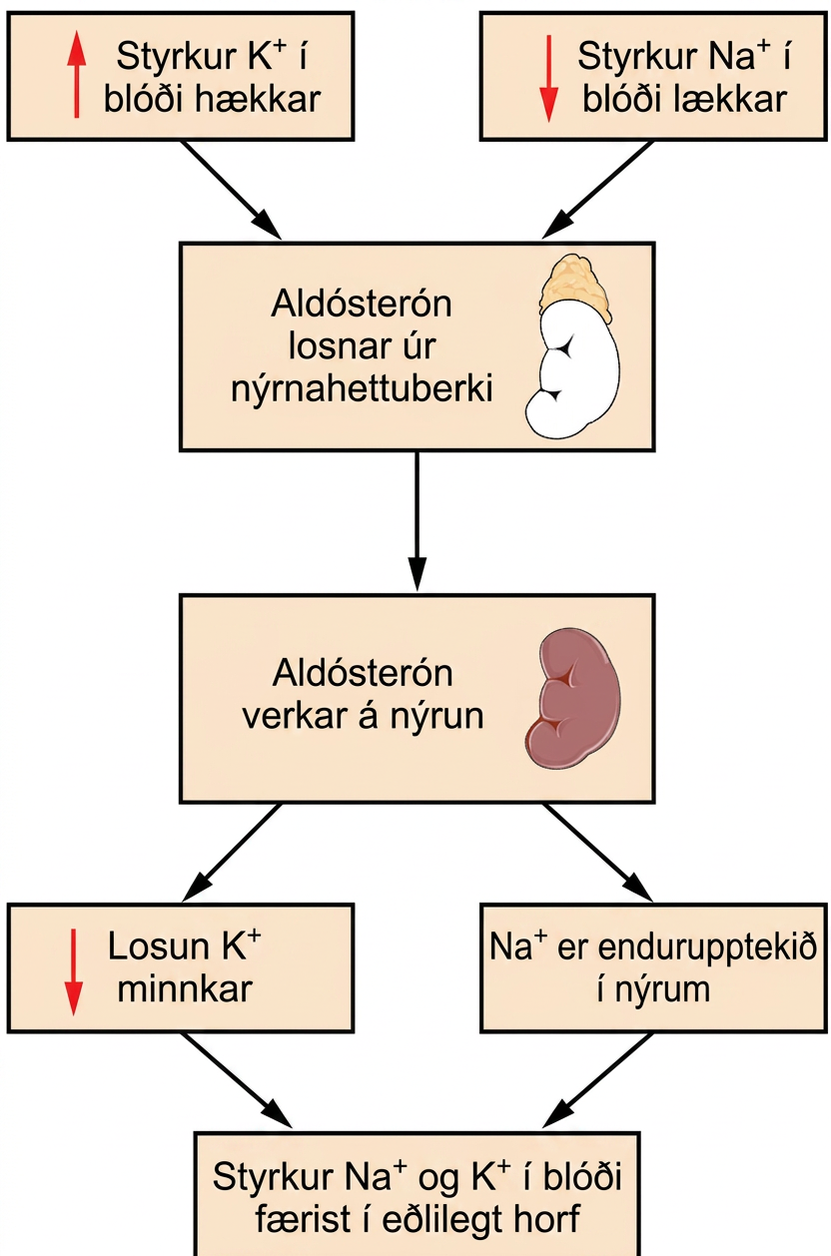 Flæðirit sýnir stjórnun aldósteróns og áhrif þess í nýrum. Hækkaður K⁺-styrkur og virkjun renín–angíótensín-kerfisins örva losun aldósteróns úr nýrnahettuberki. Hormónið eykur Na⁺-endurupptöku og K⁺-seytun í síðari hluta nýrungs og safnrásum. Natríumvarðveisla getur stutt utanfrumuvökvarúmmál, en vatnsáhrif ráðast einnig af ADH og vatnsgegndræpi.