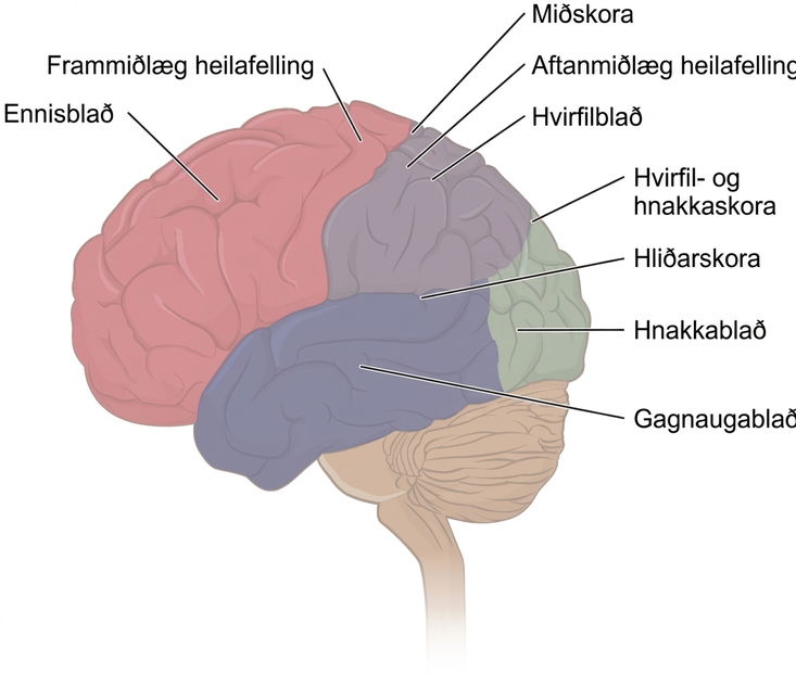 Myndin sýnir hliðarsýn af heilanum og helstu heilablöðin eru merkt.