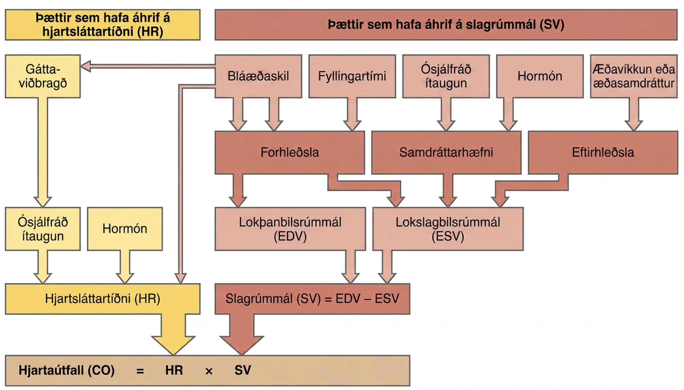Flæðirit sýnir hvernig hjartsláttartíðni og slagrúmmál, ásamt þáttum sem móta þessar stærðir, ákvarða hjartaútfall.