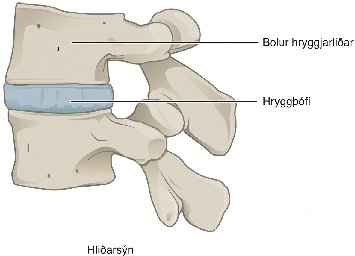 Myndin sýnir hryggþófa milli tveggja hryggjarliða frá hlið.