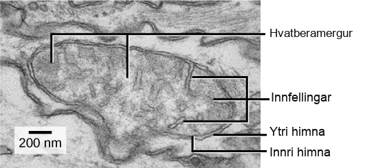 This transmission electron micrograph of a mitochondrion shows an oval outer membrane and an inner membrane with many folds called cristae. Inside the inner membrane is a space called the mitochondrial matrix.