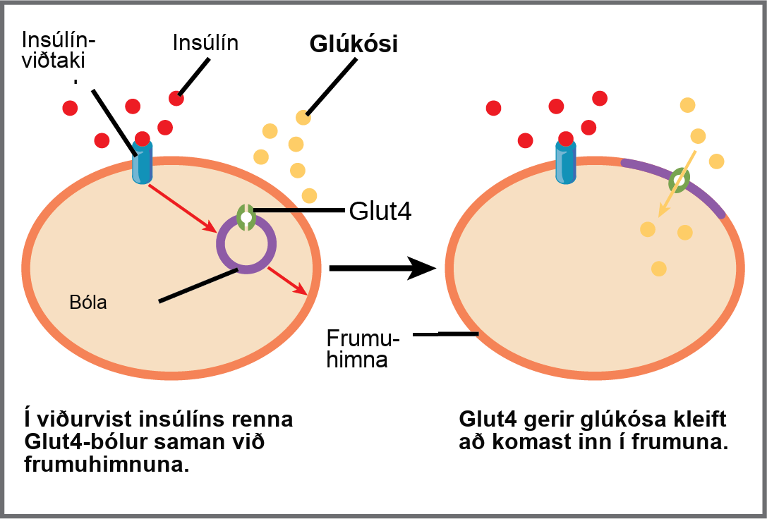 When insulin in the bloodstream binds the insulin receptor in the plasma membrane of a target cell, a vesicle containing the glucose transporter Glut-4 fuses with the plasma membrane. Glut-4 is a transporter that allows glucose to enter the cell.