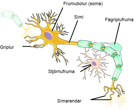 Illustration shows a neuron which has an oval cell body, labeled as a soma. Branchlike dendrites extend from three sides of the body. A long, thin axon extends from the fourth side. At the end of the axon are branchlike terminals, called axon terminals. A cell called an oligodendrocyte grows alongside the axon. Projections from the oligodendrocyte wrap around the axon, forming a myelin sheath. Another cell called an astrocyte sits alongside the axon.
