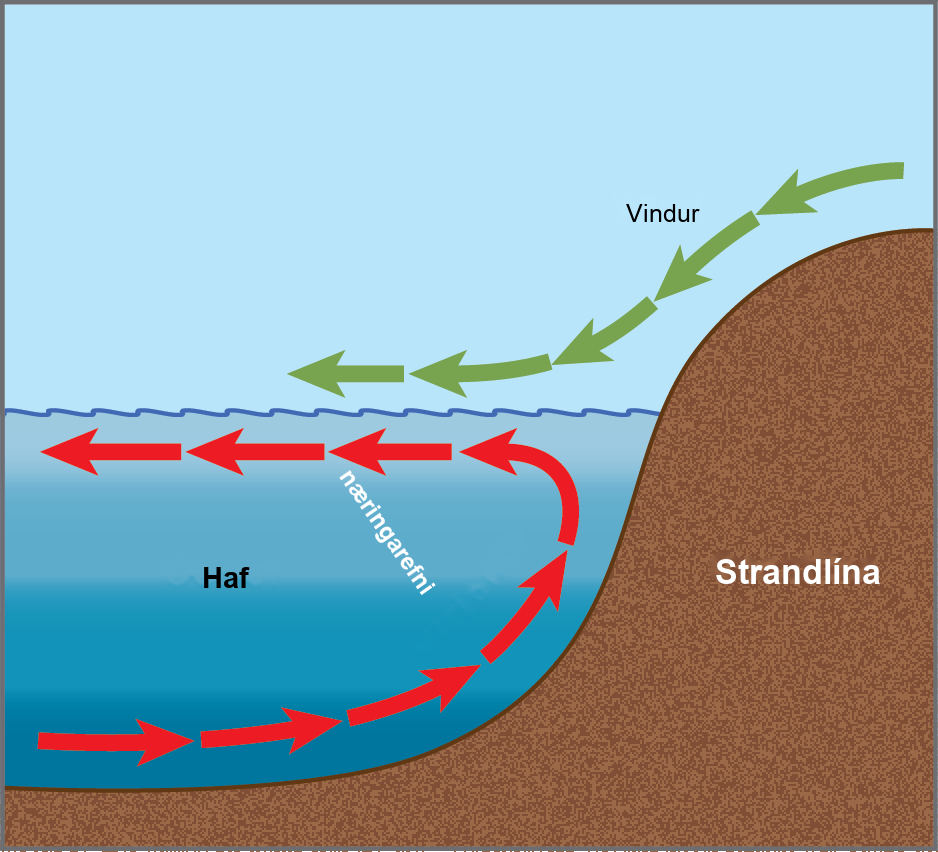Arrows in the illustration indicate that the prevailing wind direction is from the coastline toward the open ocean. The wind pushes the surface water away from shore, inducing a current in this direction. A counter-current flows from the depths toward shore, where it meets the surface current. The counter-current brings nutrients from the depths up toward the surface near the shoreline.
