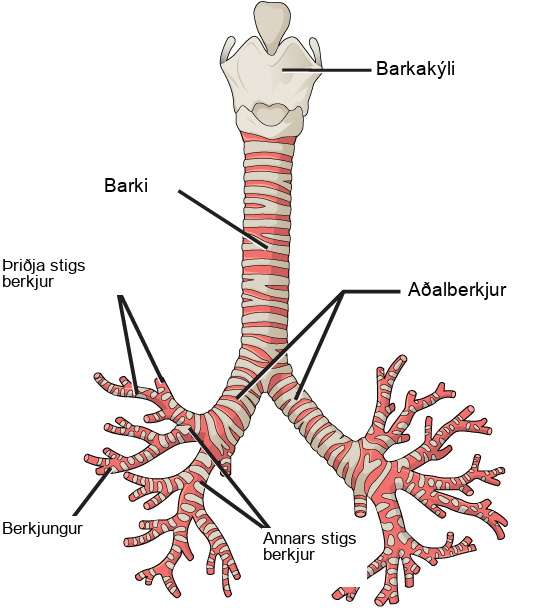 The illustration shows the trachea, or windpipe. The larynx is a wide collar at the top of the trachea. At the bottom, the trachea bifurcates into smaller tubes, called primary bronchi, which enter the right and left lungs. Inside the lungs, the bronchi branch into primary and secondary bronchi, then into bronchioles.