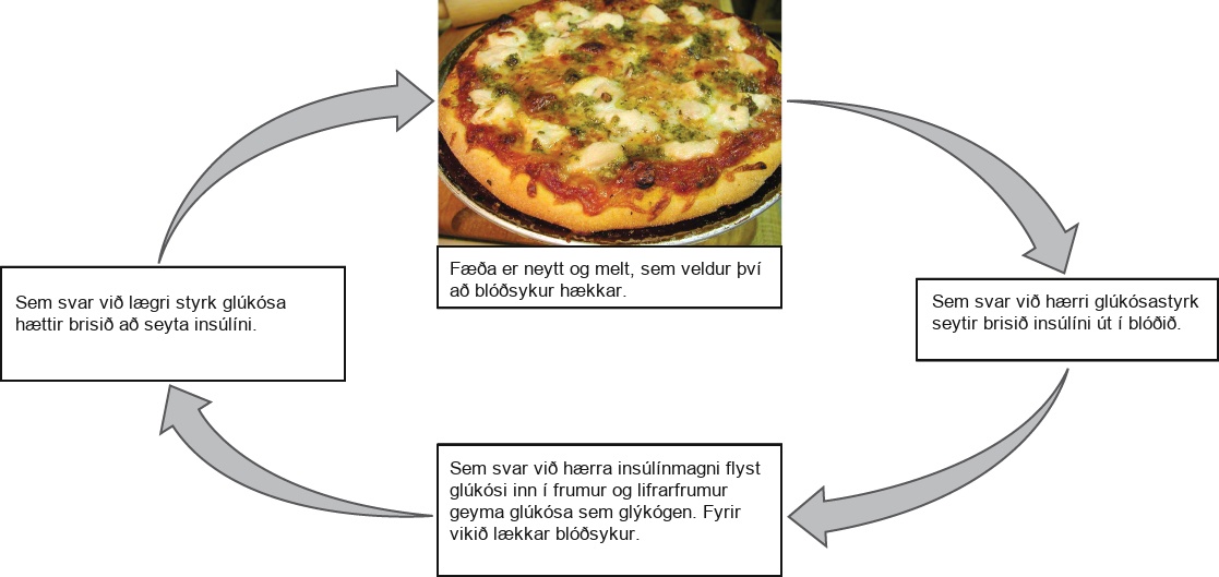 Illustration shows the response to consuming a meal. When food is consumed and digested, blood glucose levels rise. In response to the higher concentration of glucose, the pancreas secretes insulin into the blood. In response to the higher insulin levels in the blood, glucose is transported into many body cells. Liver cells store glucose as glycogen. As a result, glucose levels drop. In response to the lower concentration of glucose, the pancreas stops secreting insulin.