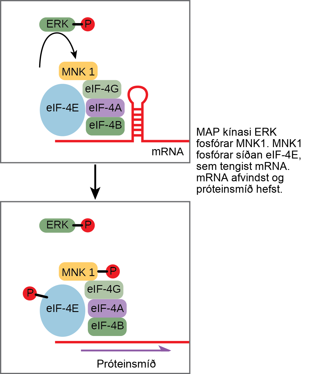 This illustration shows the pathway by which E R K, a M A P kinase, activates protein synthesis. Phosphorylated E R K phosphorylates M N K 1, which in turn phosphorylates lower e upper I upper F dash 4 E, which is associated with lower m upper R upper N upper A. When lower e upper I upper F dash 4 E is phosphorylated, the m R N A unfolds and protein synthesis begins.