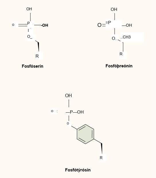 Molecular structures of phosphoserine, phosphothreonine and phosphotyrosine are shown. In each molecule, a phosphate is attached to an oxygen on the amino acid.
