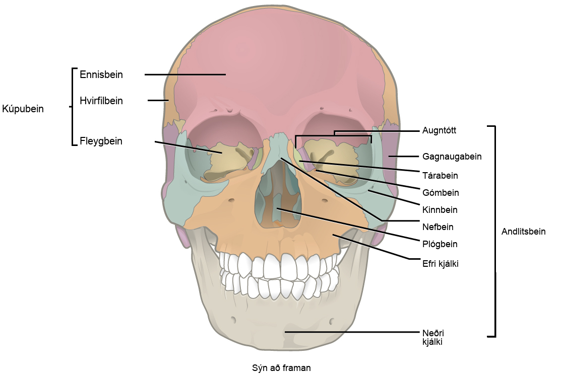 Illustration shows a front-end view of a skull. The frontal bone is the prominent bone that makes up most of the top of the skull. The parietal bones and sphenoid bone make up the side of the skull. Two nasal bones make up the bridge of the nose. The zygomatic bone is the cheek bone. The vomer is a single bone in the middle of the nose. The maxilla makes up the upper jaw, and the mandible is the lower jaw. The lacrimal is a bone on the inner center of the eye. The nasal conchae are bones inside the nose.