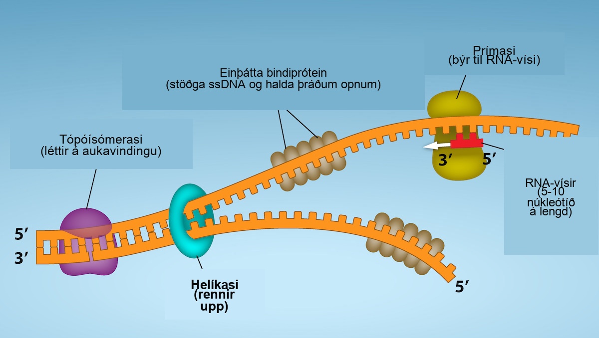 Topoisomerase binds to D N A to relieve additional coiling. Helicase separates or unzips the two strands. Single-strand binding proteins attach to each D N A strand, and stablize s s D N A and keeps the strands open. While the strands are separated, Primase makes R N A Primer, which is five to ten nucleotides long. The R N A Primer is attached to the s s D N A strand.