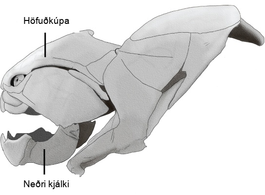 The cranium wraps around the upper part of the head. The mandible is the lower jaw. Other bones complete the skull.