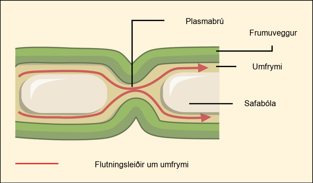This illustration shows two plant cells side-by-side. A gap in the cell wall, a plasmodesma, allows fluid and small molecules to pass from the cytoplasm of one cell to the cytoplasm of the other.
