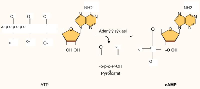 Cyclic A M P is made from A T P by the enzyme adenylyl cyclase. In the process, a pyrophosphate molecule composed of two phosphate residues is released. Cyclic A M P gets its name because the phosphate group is attached to the ribose ring in two places, forming a circle.
