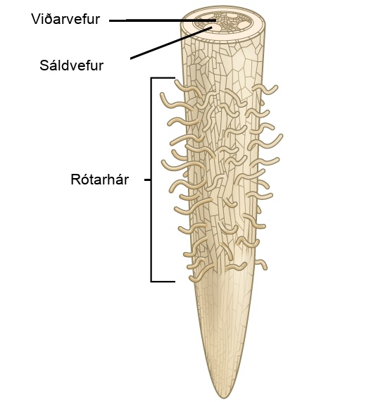 Illustration shows a root tip. The tip of the root is bare, and hairs grow further up. A cross section at the top of the root reveals xylem tissue interspersed by four ovals containing phloem at the periphery.