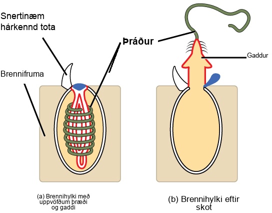 The illustration shows a nematocyst before, shown as a; and after, shown as b, firing. The nematocyst is a large, oval organelle inside a rectangular cnidocyte cell. The nematocyst is flush with the plasma membrane, and a touch-sensitive hairlike projection extends from the nematocyst to the cell's exterior. Inside the nematocyst, a thread is coiled around an inverted barb. Upon firing, a lid on the nematocyst opens. The barb pops out of the cell and the thread uncoils.