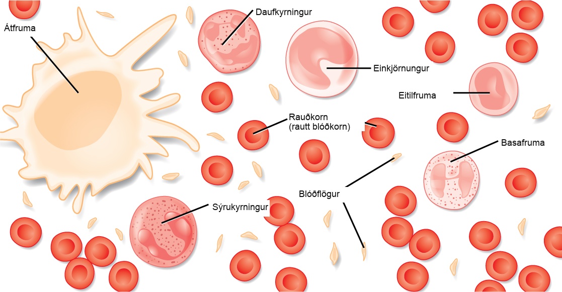 Different types of blood cells are shown. Red blood cells are disc-shaped, with a central indentation. Platelets are much smaller than red blood cells, narrow and long. Neutrophils, eosinophils, lymphocytes, monocytes and basophils are all about three times the diameter of a red blood cell and round. They differ in the shape of the nucleus, and in the presence or absence of granules in the cytoplasm. Macrophages, which are the largest cell type, have pseudopods which give them an irregular shape.