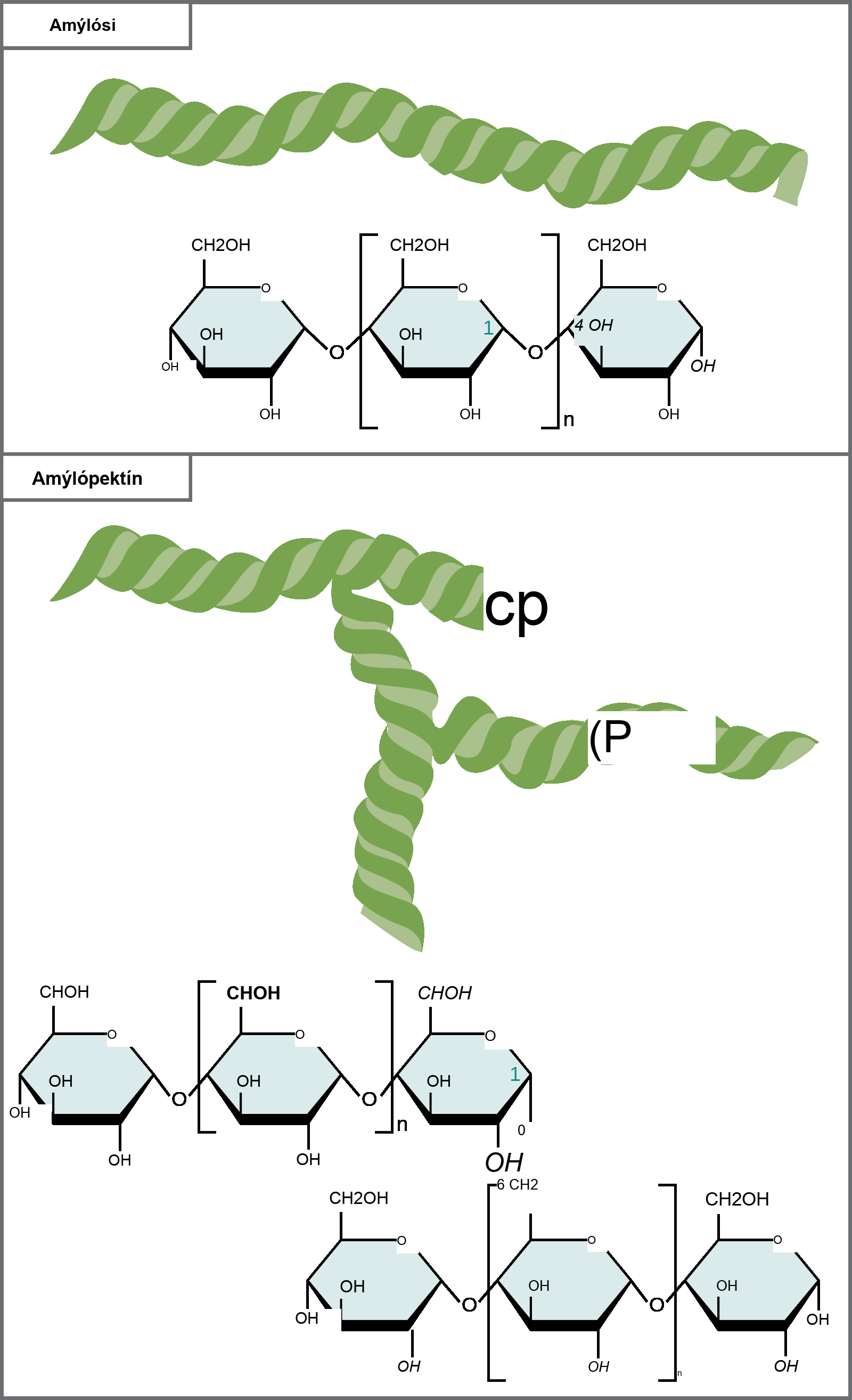 The chemical structures of amylose and amylopectin are shown. Amylose consists of unbranched chains of glucose subunits, and amylopectin consists of branched chains of glucose subunits.