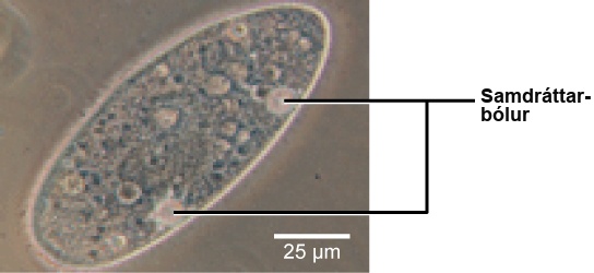 A bright field light microscopy shows an oval-shaped cell. Contractile vacuoles are prominent structures embedded in the cell membrane that pump out water.