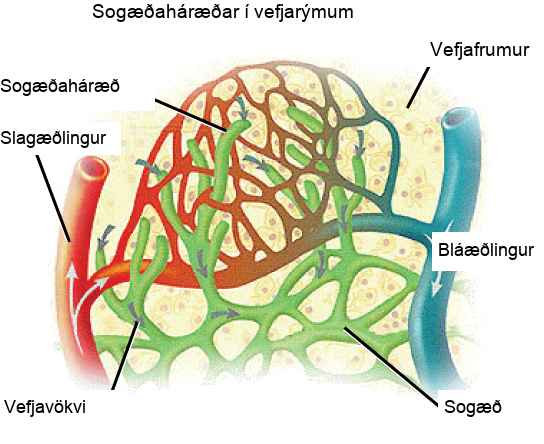 Illustration shows an arteriole and a venule branching off into a capillary bed. Lymph capillaries surround the capillary bed. Fluid diffuses from the blood vessels into the lymphatic vessels.